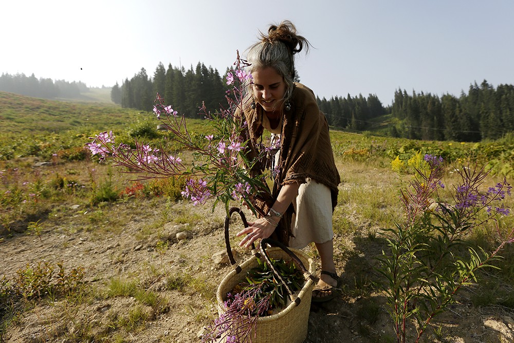 Wandering Lemurian Herbs owner Aubrey Mundell harvests fireweed at Mount Spokane.